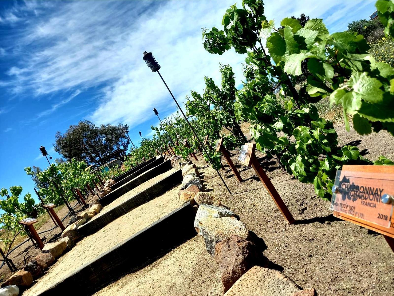 Finca Vidandrei Casa Eucalipto Valle de Guadalupe Exterior photo